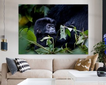 Baby Berg Gorilla Bwindi rainforest Uganda van Migiel Francissen