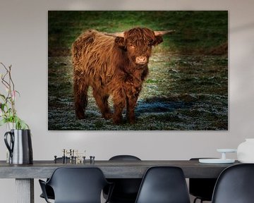 Young Scottish highlander bull by Miny'S