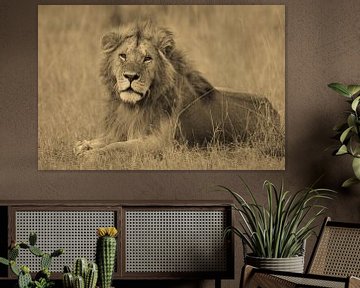 Serengeti Leeuw