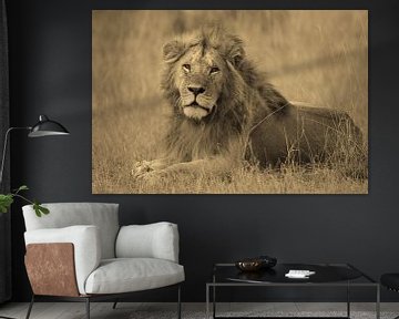 Serengeti Lion by Roland Smeets