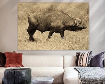 African kaffir buffalo by Roland Smeets