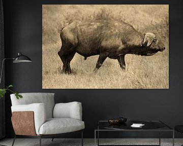 Afrikaanse kaffer buffel