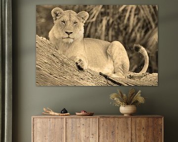Lion on lookout van Roland Smeets