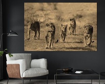 Les lions de Samburu en mouvement