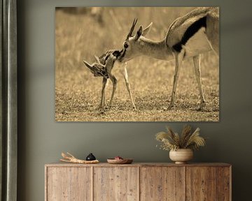 Gazelle and new born by Roland Smeets