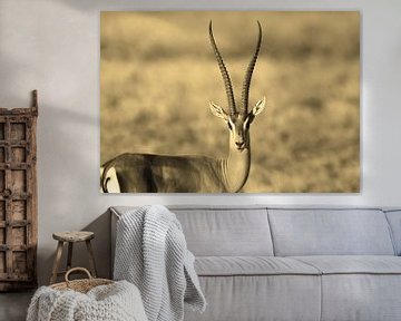 Gazelle horns