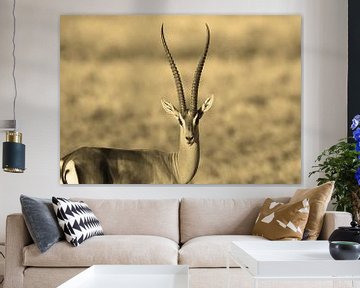 Gazelle horns van Roland Smeets