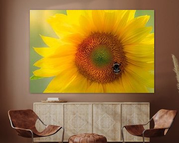 Sonnenblume mit Hummel im Frühlingssonnenlicht von Eline Bouwman