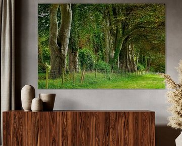 Avenue of trees in Ireland by Roland Brack