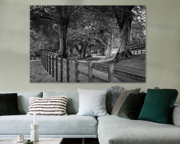 Allée d'arbres en Irlande sur Roland Brack