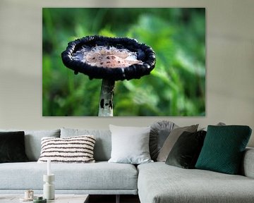 Champignons sur The Art Page Of MG