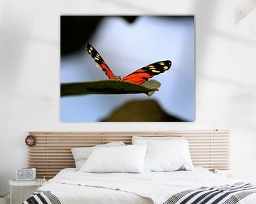Butterfly on a leaf