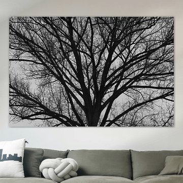 Tree in black and white