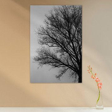 Tree in black and white