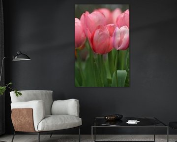 Rustig Roze | Een afbeelding van tulpen in de prachtige kleur roze van Wil Vervenne