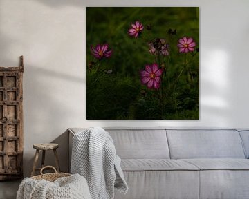 Cosmea van Karen de Geus