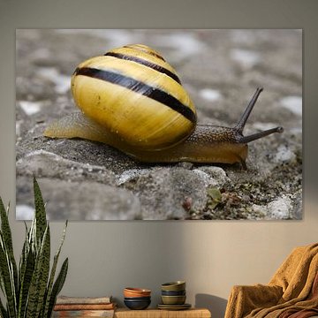 Garden snail from the side