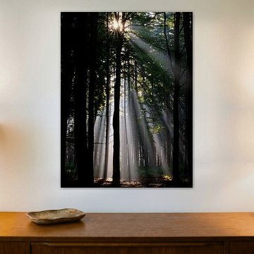 Zonneharpen in het Speulderbos