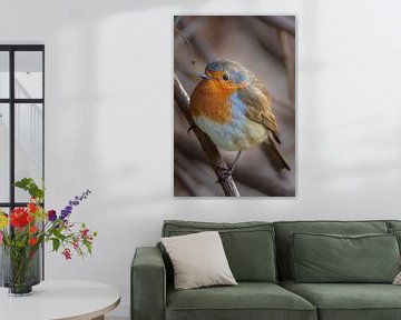 Robin portrait by Friedhelm Peters