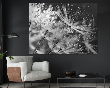 Black and white: The drops sparkle on the dandelion by Marjolijn van den Berg