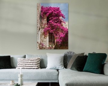 Bougainvillea op een muur van Dennis Schaefer