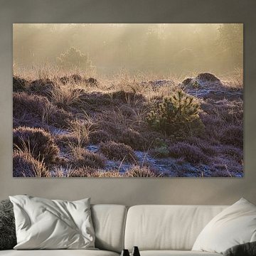 Rayons de soleil sur les landes gelées sur peterheinspictures