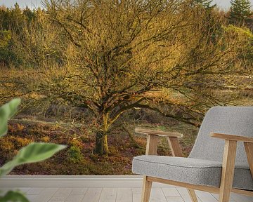 Echtenerzand - Ruinen - Drenthe (Netherlands) by Marcel Kerdijk