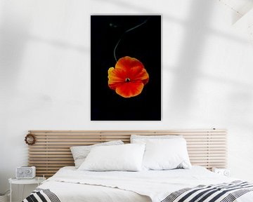 Geel-rode bloem op een zwarte achtergrond, abstract van Yanuschka Fotografie | Noordwijk