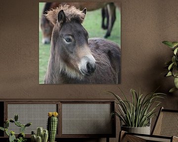 Wild Exmoor pony foal by Angelique Van der Zanden