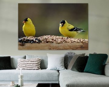 Goldfinches at the garden feeder by Claude Laprise