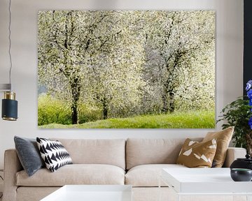 Spring blossom in the meadow by Paul Kipping