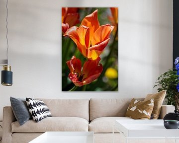 Oranje Tulpen van Rob Boon