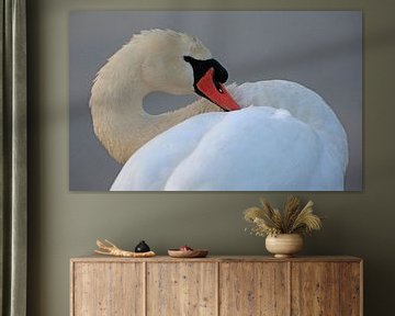 Mute swan by Frank Smedts