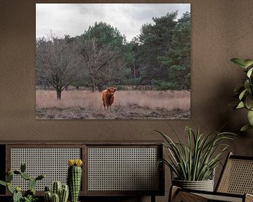 are you looking at me by snippefotografie