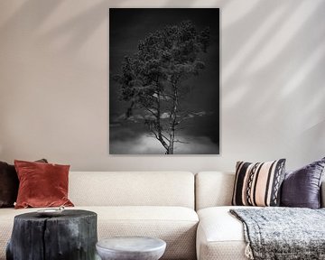 schwarz-weißer Baum von snippephotography