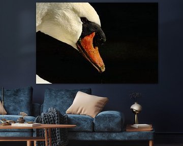 Portrait of a Swan