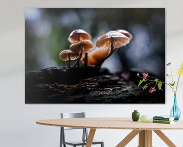 Mushrooms in the Speulder forest by Eddy Westdijk