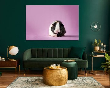 Black and white guinea pig in front of lilac background by Marloes van Antwerpen
