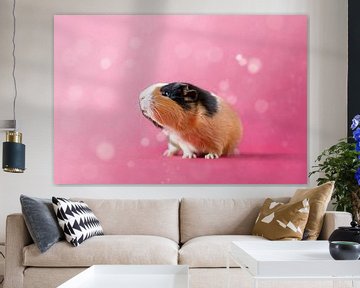 Meerschweinchen auf rosa Hintergrund