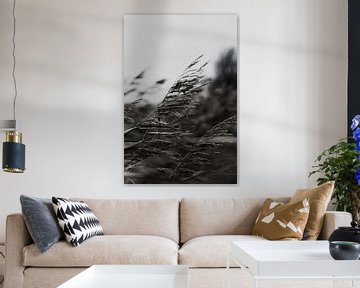 Rietpluimen in de wind (zwart-wit) van Tom Goldschmeding