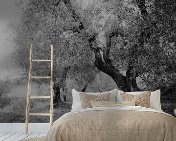 olive grove by Karel Ham