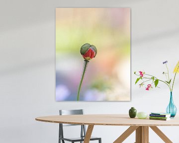 Groeiende kleurrijke poppy bloem van Kyle van Bavel