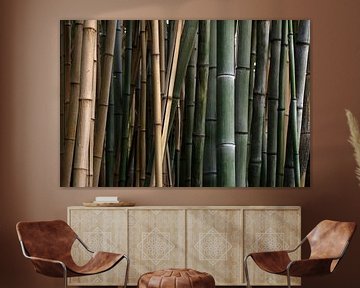 Detailfoto bamboe, Australië, Queensland van Corrie Post