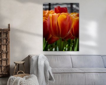 Tulpen in de Keukenhof van Matthijs Noordeloos