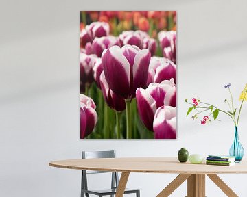 Tulpen in de Keukenhof van Matthijs Noordeloos
