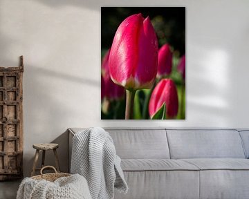 Tulpe im Keukenhof von Matthijs Noordeloos