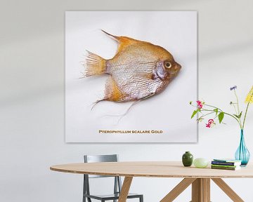 Angelfish, gold. (Pterophyllum scalare Gold)