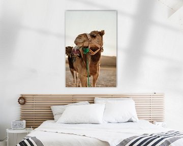 Camel in Morocco | Agafay desert by Joke van Veen