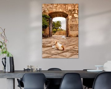 Dog in front of an old gate in the city wall by Dafne Vos