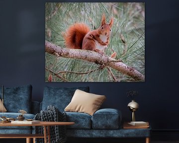 Rotes Eichhörnchen schaut neugierig nach unten von Miriam van Dun